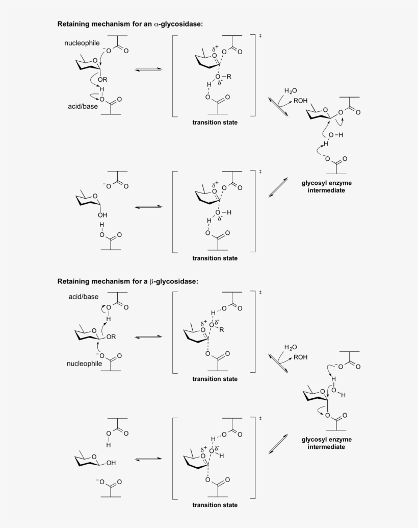 Retaining Glycosidase Mechanism - Retaining And Inverting Glycosidase, transparent png #5255654