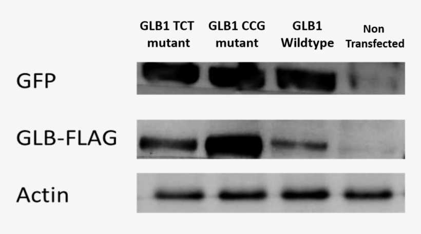 As Such, Any Change In Apparent Enzymatic Activity - Monochrome, transparent png #5255882
