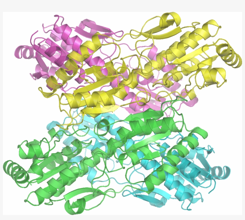 Phosphofructokinase 1, transparent png #5255939