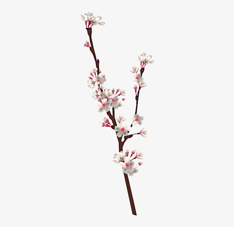 Cherry Blossom, transparent png #5256012