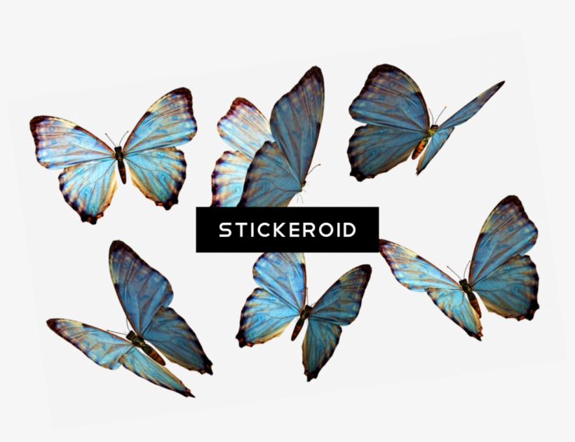Butterflies - Floating Butterflies Png Transparent, transparent png #5256557