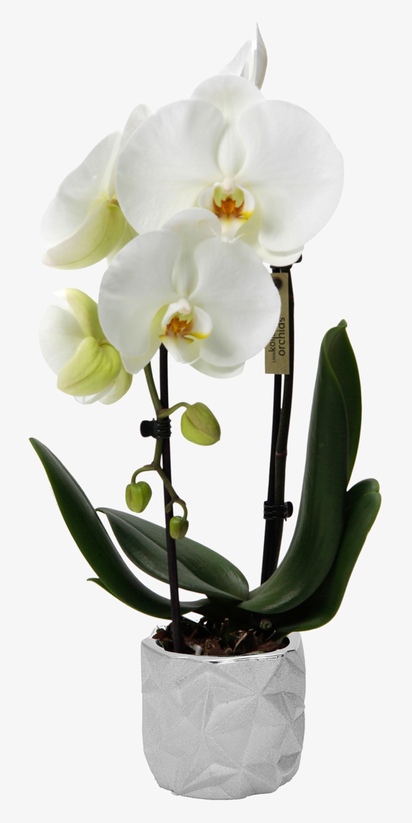 Flower - Acana Heritage Puppy & Junior, transparent png #5256679