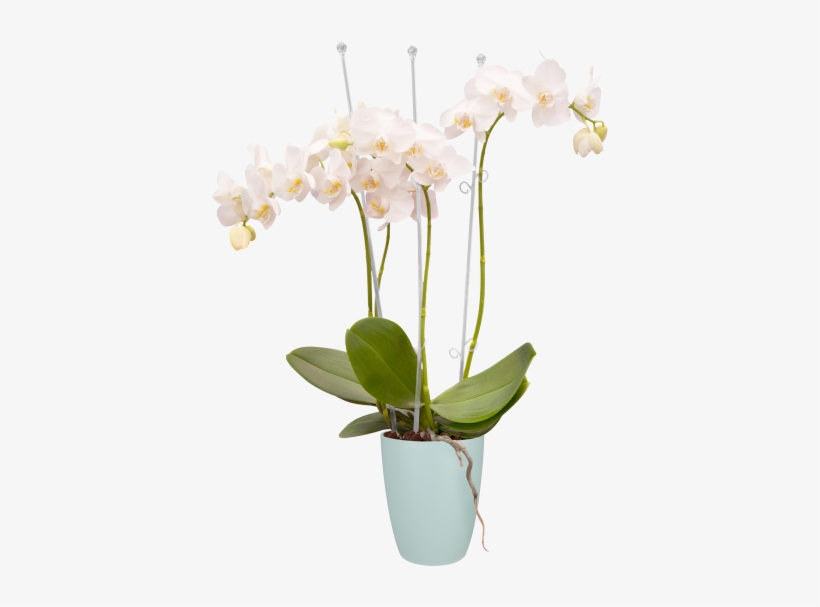 Home > Collection > Brussels Orchid High - Elho Brussels Orchid High 12,5cm Transparent Planters, transparent png #5256733