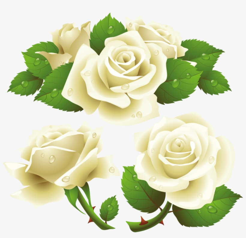 Free Png White Roses Png Images Transparent - White Roses Vector Png, transparent png #5260997