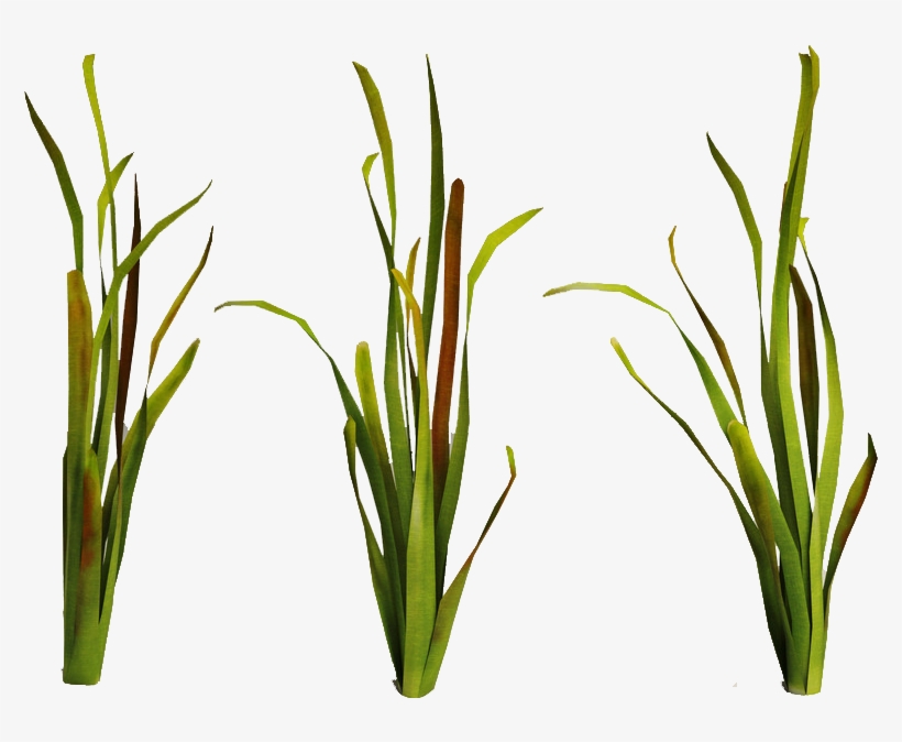 Related Wallpapers - Sea Plants Png, transparent png #5261797