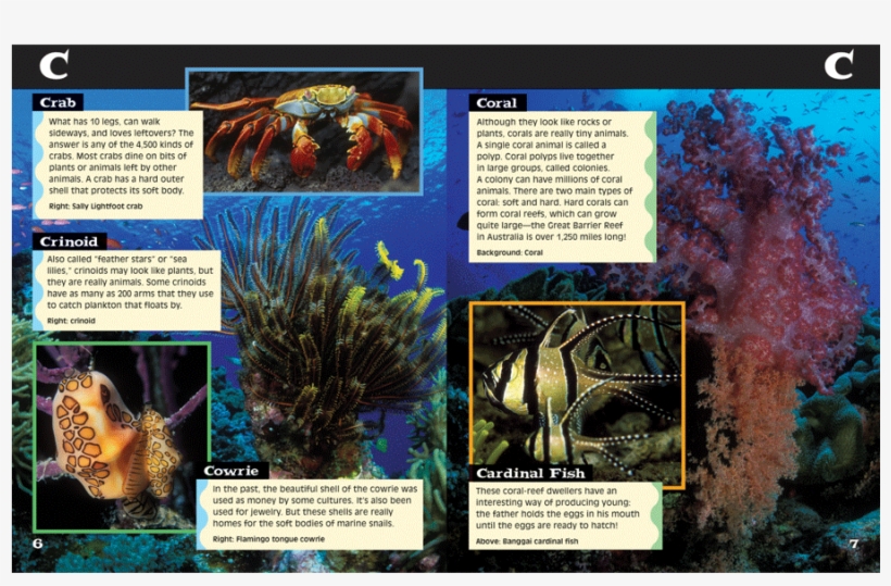 Ocean Life A To Z Book Page - Marine Biology, transparent png #5262212