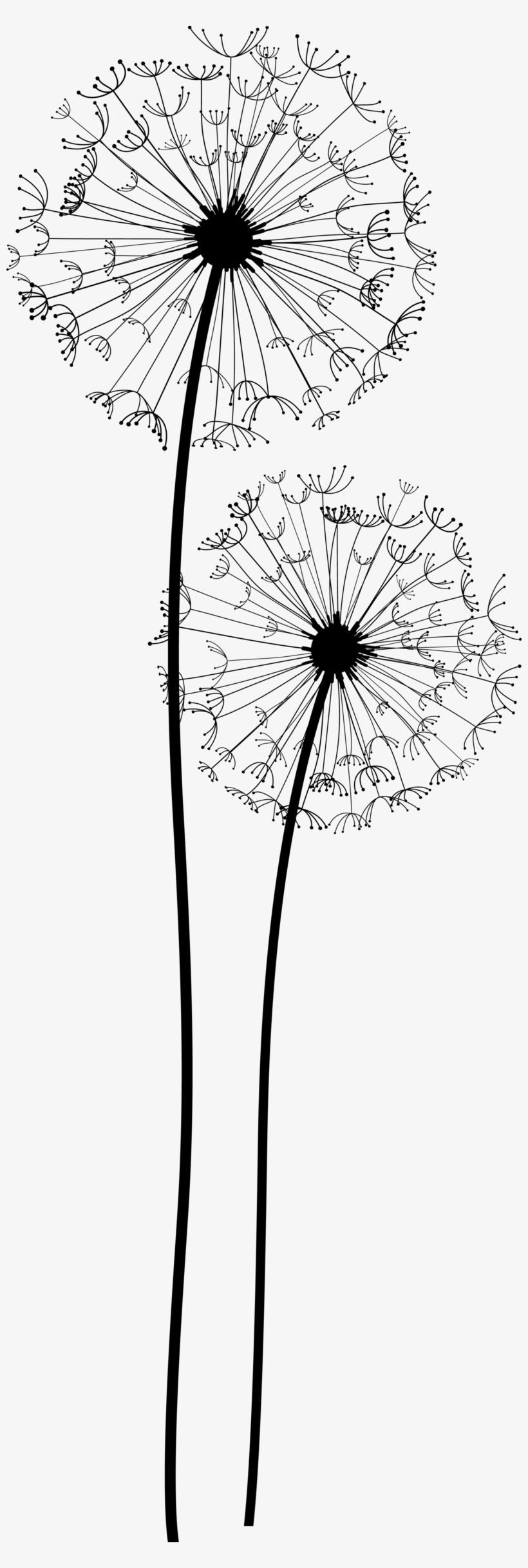 Dandelion Png Transparent Black And White Dandelion In Wind Free Transparent Png Download Pngkey