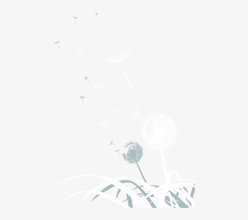 Dandelion Png Image Background - White, transparent png #5262553