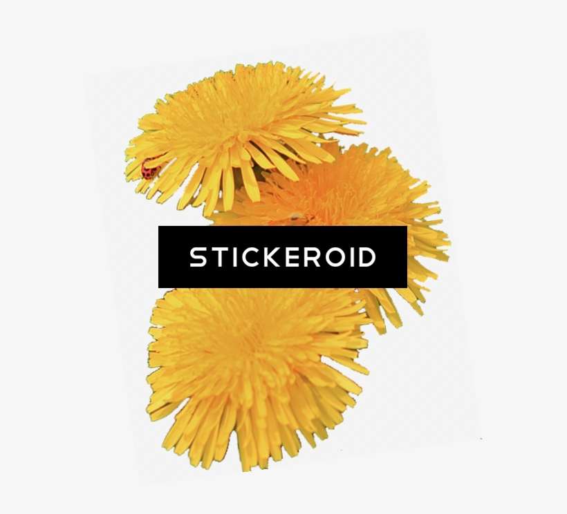 Dandelion, transparent png #5262658