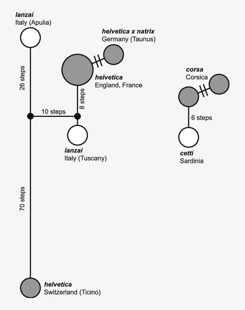 Parsimony Networks For Haplotypes Of Natrix Natrix - Common Fig, transparent png #5262823