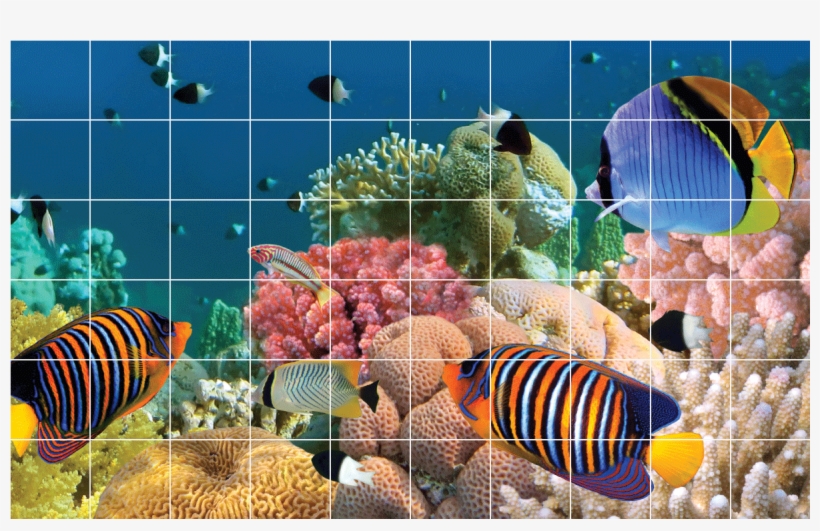 60 Stickers Carrelages Theme Aquatique Ambiance Sticker - Marine Decals By Ambiance Sticker - Marine Fauna 60-piece, transparent png #5262869
