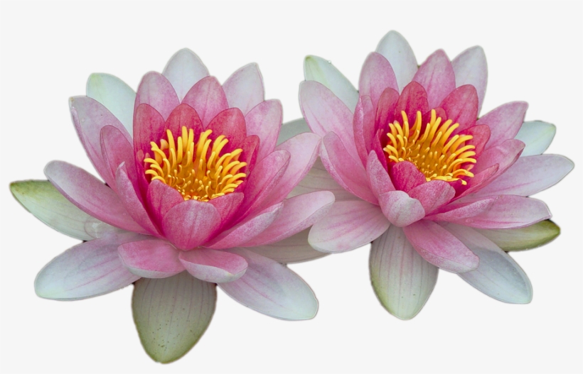 Water Lilies, Pink, Pink Water Lily, Aquatic Plant - ดอกบัว Png, transparent png #5262929