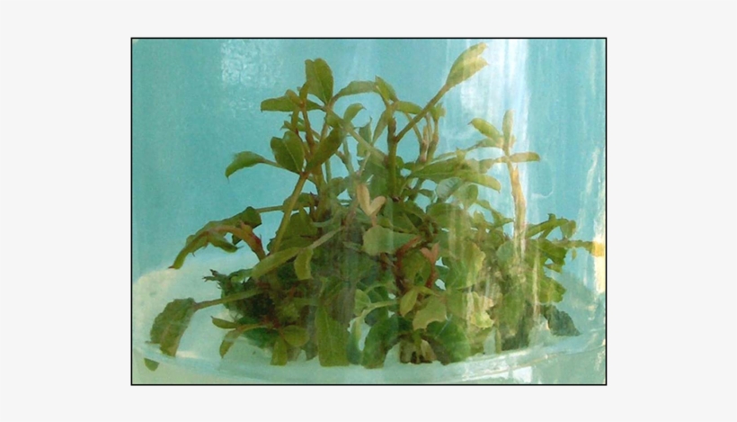 Shoots Of One Month Obtained From Adventitious Buds - Aquatic Plant, transparent png #5263164