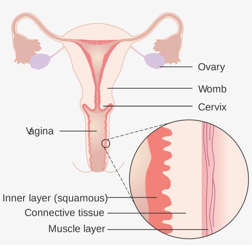 Open - Anatomy Of Vagina Wall, transparent png #5264020