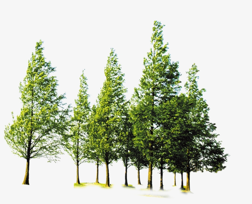 Clip Art Forest Trees Png - Png Format Trees Png, transparent png #5264346
