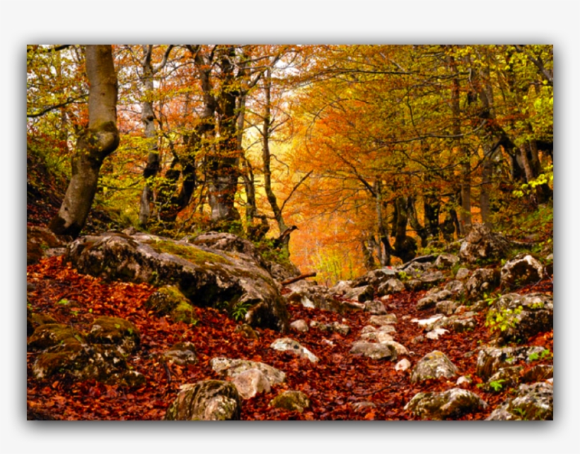 Durmitor Forest, transparent png #5264565