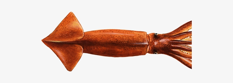 Wwf Seafood Guide Indicazioni Per Un Consumo Responsabile - Giant Squid, transparent png #5271761