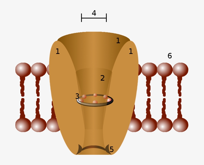 Ion Channel, transparent png #5271990