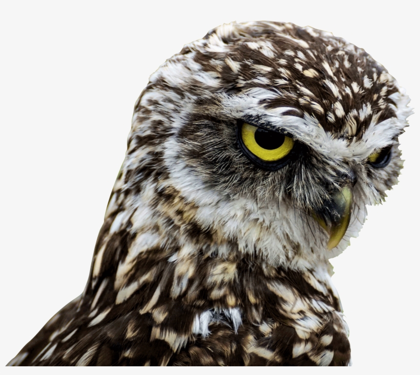 Download - Birds Of Prey Good Morning, transparent png #5272985