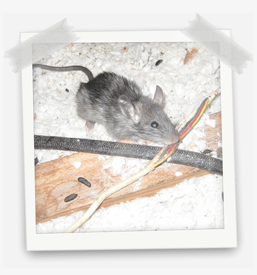 What Is Rodent / Mice / Rats - Bed Bug Bite, transparent png #5281595