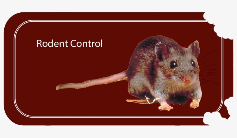 Health Department - Mouse, transparent png #5281705