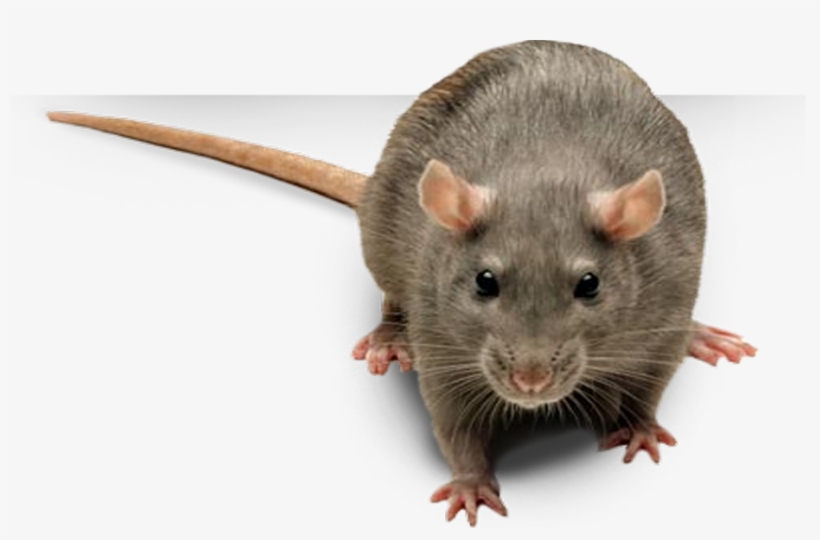 Image - Rat Face No Background, transparent png #5282233