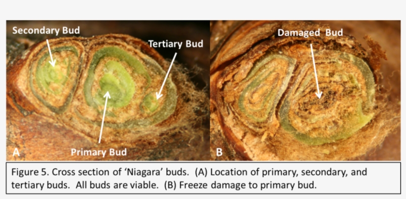 Make Several Cuts When You First Start Evaluating Buds - Medical Imaging, transparent png #5283230