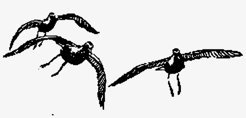 Bird American Crow Wing Common Raven Gulls - Bird, transparent png #5285666