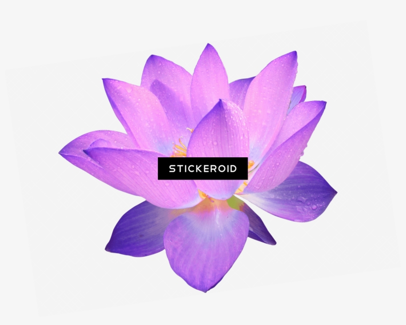Purple Flower - Clip Art, transparent png #5285672