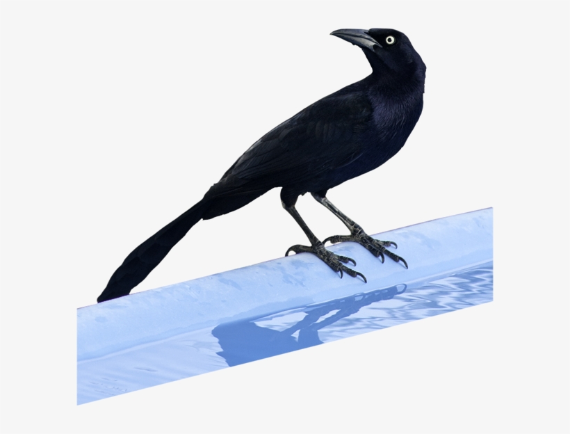 Type 2 Apartment Suite - Bungalow's, transparent png #5286487