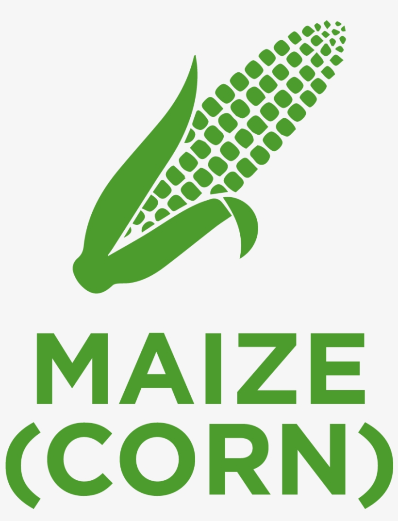 Maize , Also Known As Corn, Belongs To The Poaceae - Alcatel Submarine Networks Logo, transparent png #5291351