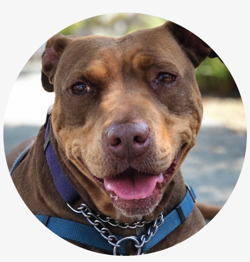 Arthur - Portable Network Graphics, transparent png #5291731