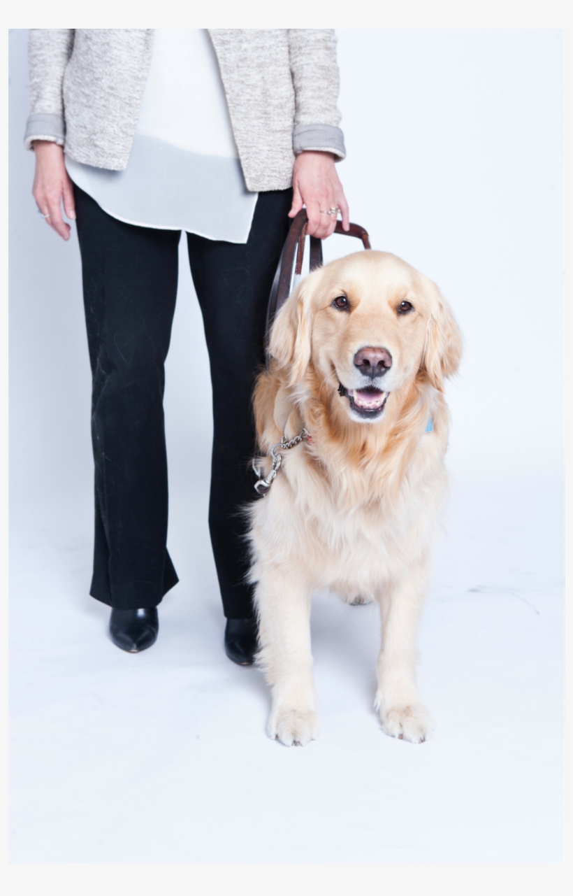 City Of Toronto On Twitter - Golden Retriever, transparent png #5292428