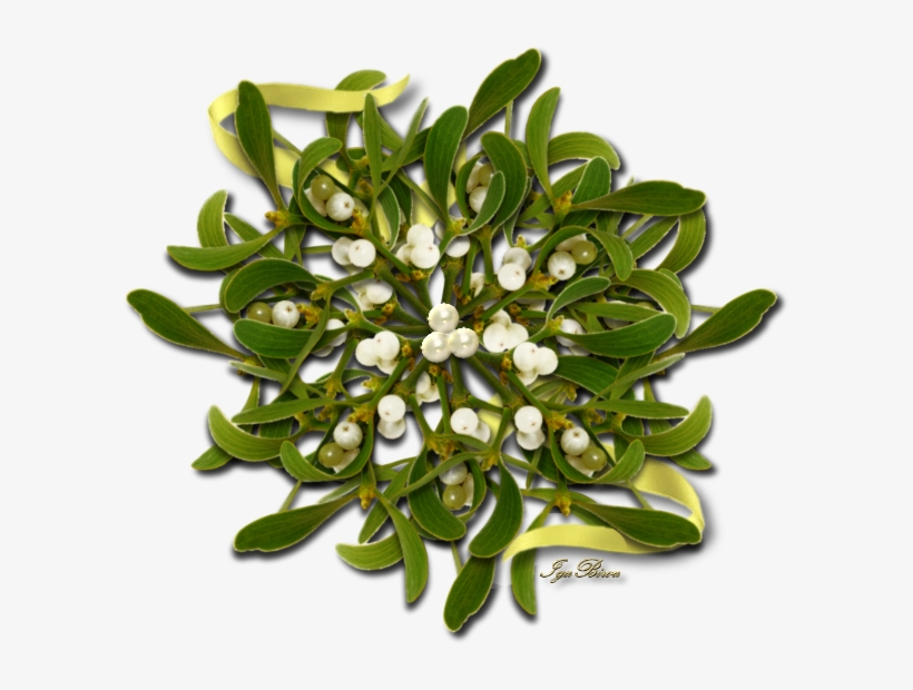 2017 01 06 Separateur Gui - Flower, transparent png #5297311