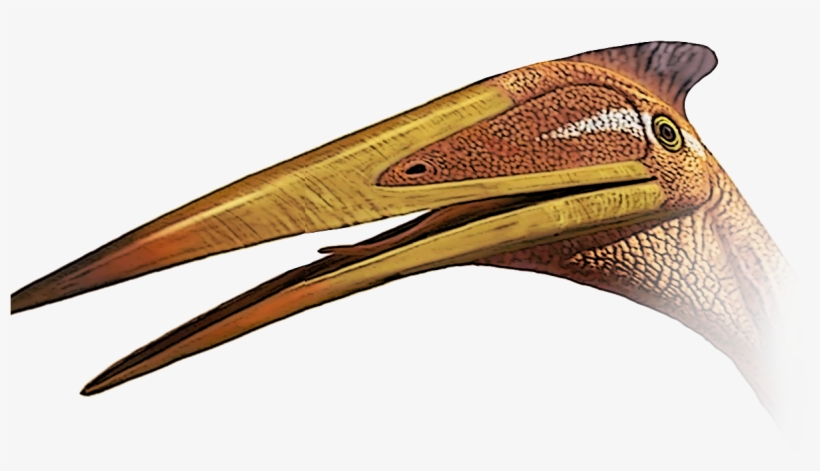 Quetzalcoatlus Dinopedia Fandom Powered - Quetzalcoatlus, transparent png #530108