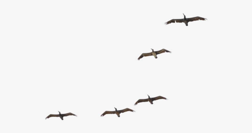 Flying Pelican Transparent Image - Flock, transparent png #530175