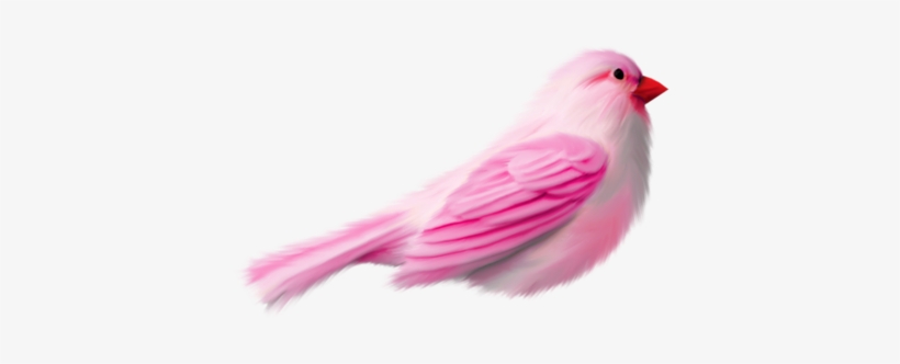 Rainbow Dreams - Güzel Kedi Resmi Indir, transparent png #530280