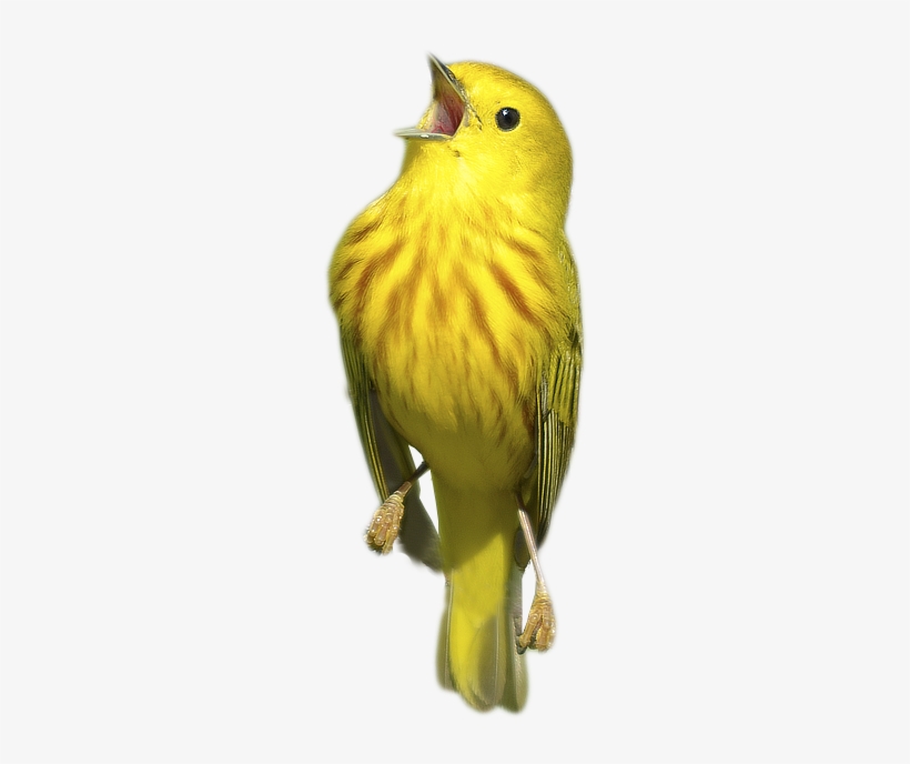 Birbo Spaghetto - Spaghetti, transparent png #530341