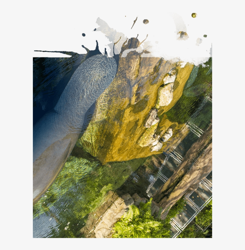Manatee Rehabilitation Area - Manatee Rehabilitation, transparent png #530776