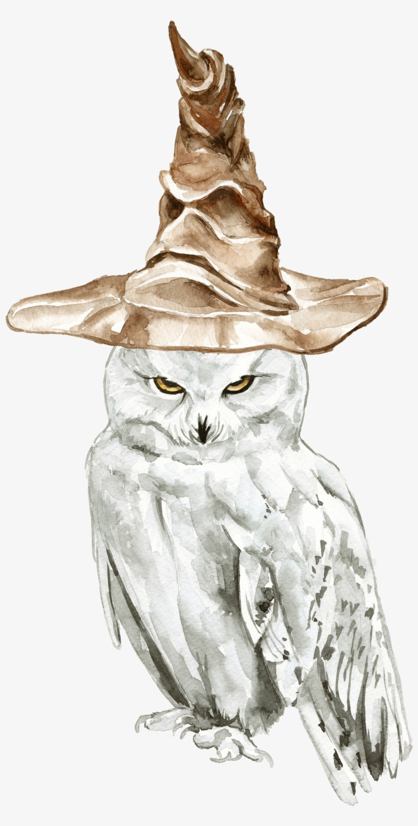 Snowy Owl Harry Potter Drawings, transparent png #530980