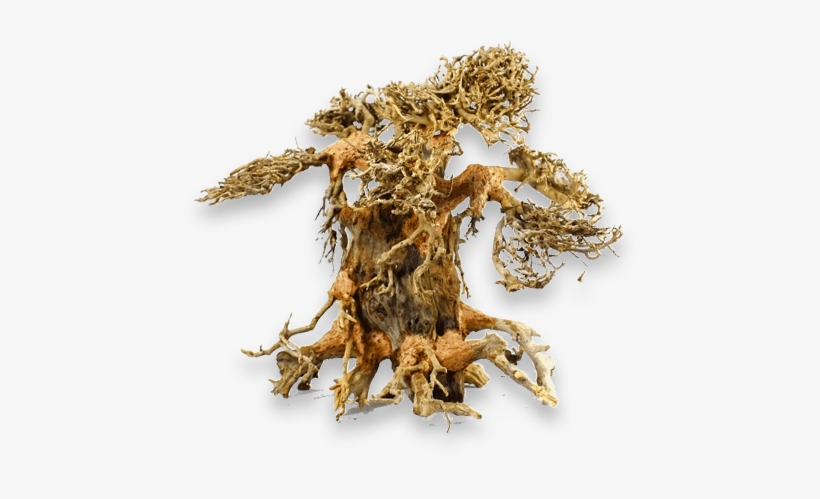 What's Bonsai Driftwood - Driftwood Bonsai Tree, transparent png #531005