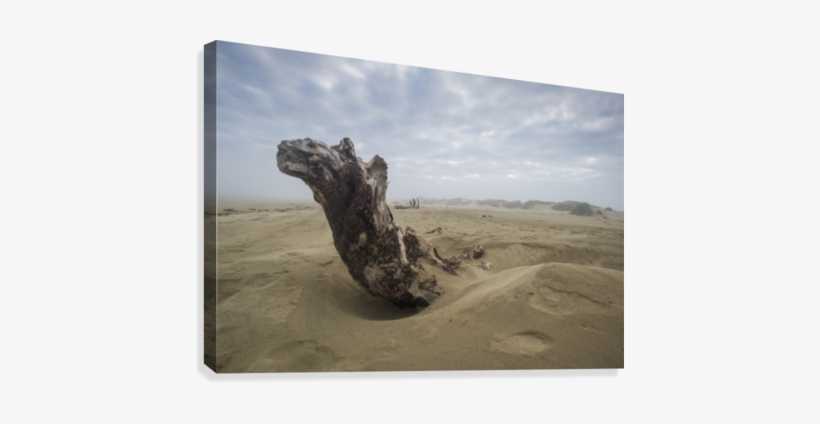 Driftwood Amongst The Dunes - Printscapes Wall Art: 18" X 12" Canvas Print With Black, transparent png #531454