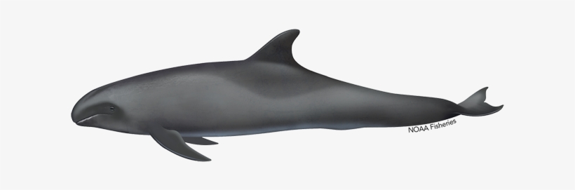 Melon Headed Whale Illustration - Illustration, transparent png #532309