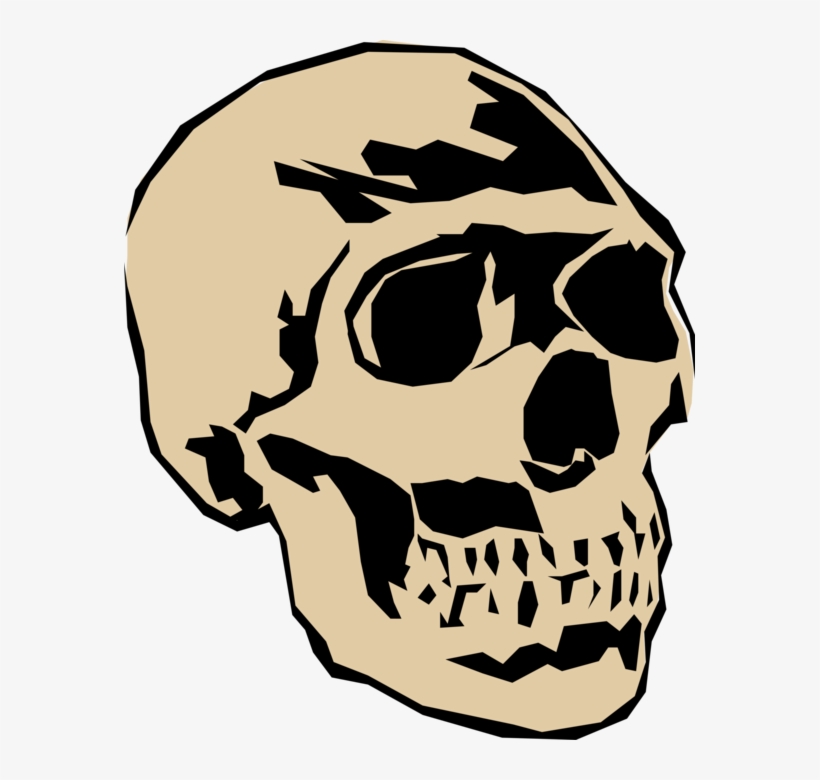 Vector Illustration Of Human Skull Head - Skull, transparent png #532465