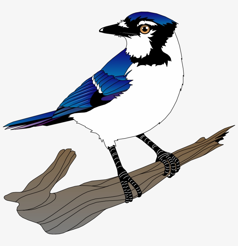 Free Vector Bird - Clip Art Blue Jay, transparent png #532509
