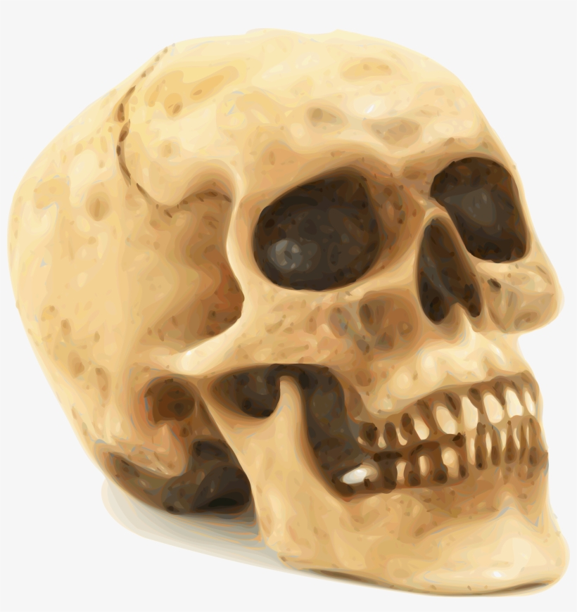 Free Vector Skull, transparent png #532560