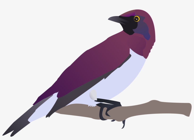 How To Set Use Exotical Bird Clipart, transparent png #532677