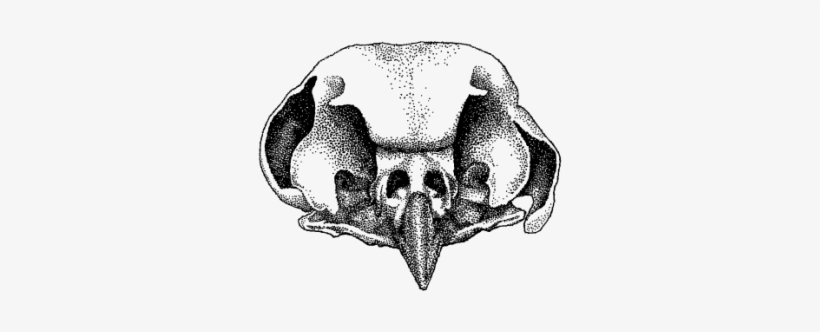 Boreal Owl Skull - Boreal Owl, transparent png #532872