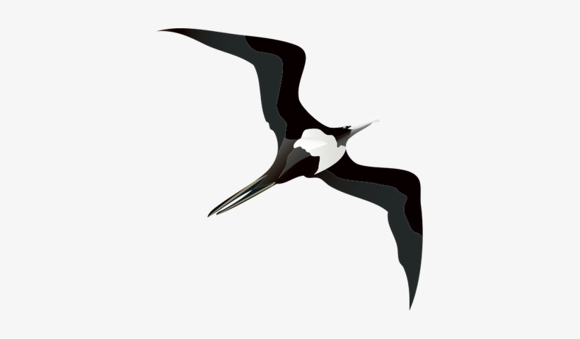 28 Collection Of Iwa Bird Drawing - Frigate Bird Drawing, transparent png #533043