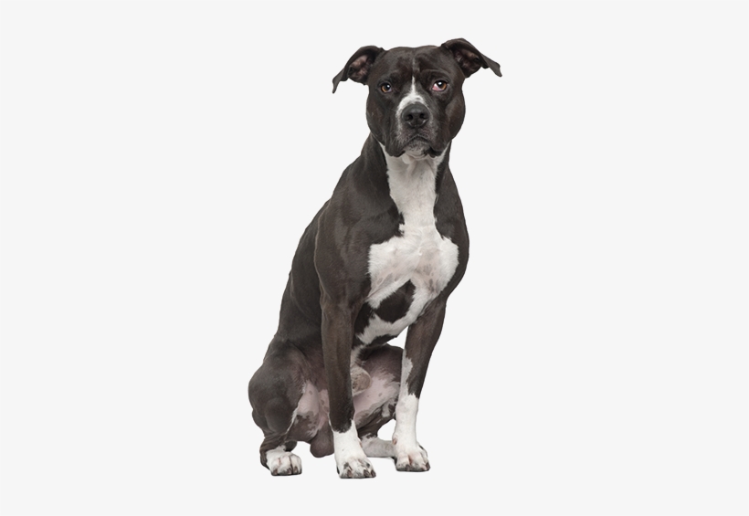 Recommended For Dog Breeds - Full Grown Black Pitsky, transparent png #534022